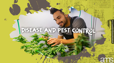detect stink bugs