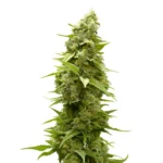 afghan feminized strain