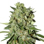 White Widow Regular Seeds
