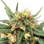 Matanuska Thunder Extreme Flower