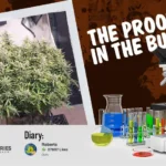 Imagen de Marihuana AMS10