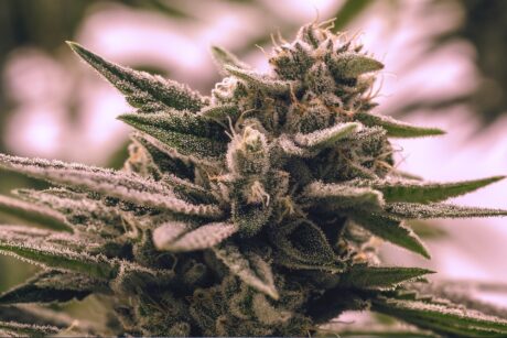 Terpenes in cannabis