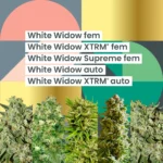 AMS White Widow 25th Anniversary Combo