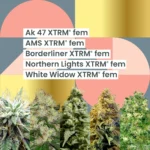 AMS XTRM 25th Anniversary Combo