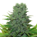 420 Carat Feminized Strain