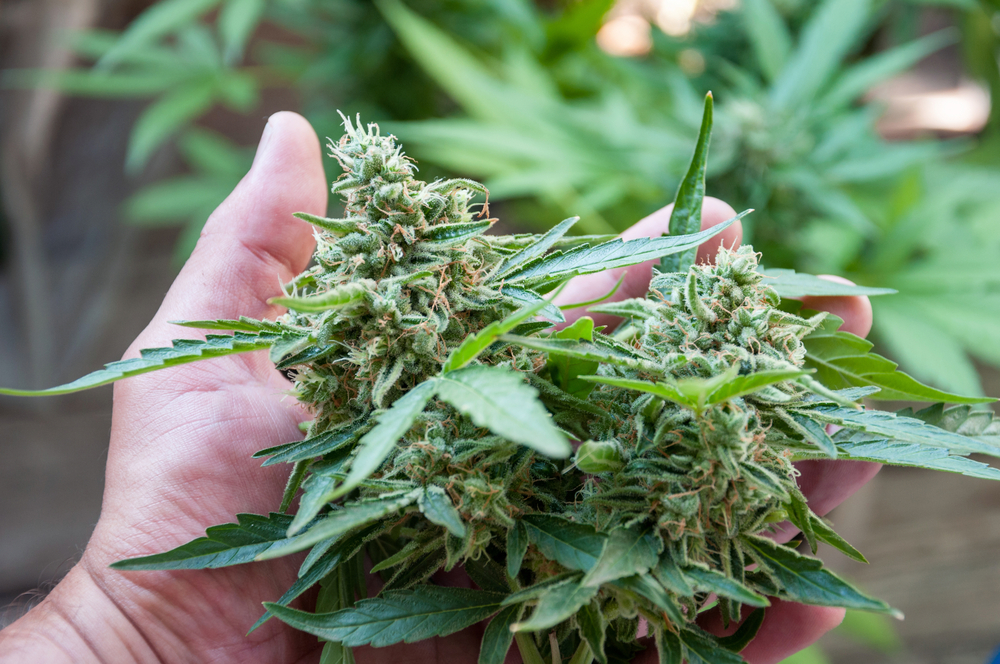 top-shelf buds