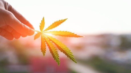 marijuana