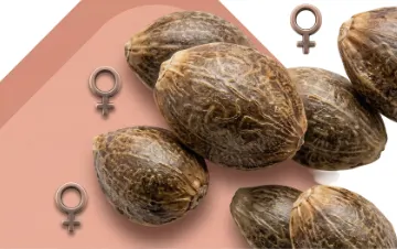 cat feminized image 1