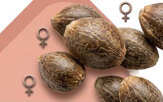 cat feminized image