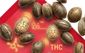 cat thc image 1