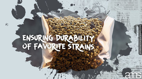 Cannabis Seed Storage Ensuring Durability