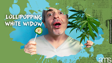 Lollipoping White Widow Marijuana