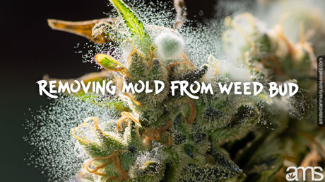 Early-stage marijuana mold (left) vs advanced botrytis (right). Learn to spot the difference!