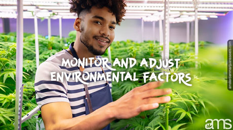 man in a grow room monitoring his cannabis plants