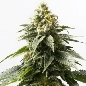Medijuana Regular Strain
