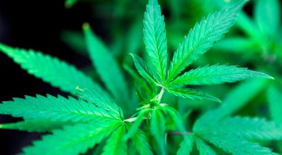 marijuana leafs