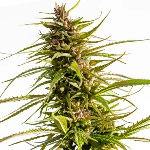 Love Canna Regular seeds