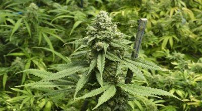 Introducing Big Bud: The Powerhouse Cannabis Strain