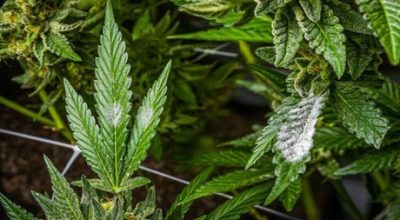 mold on marijuana plants