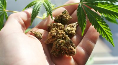 What exactly is CBD and how is it made