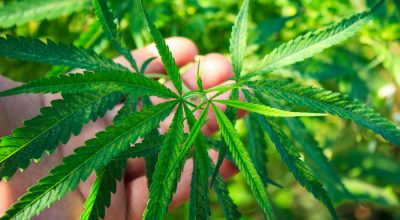 An introduction to cannabis