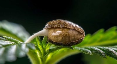 Cannabis grow stages - germinated seed with emerging taproot