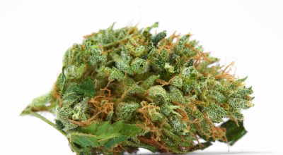 Close-up of Green Crack weed plant with dense green buds and orange pistils under grow lights