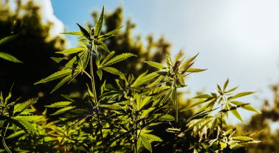 sun kissed hemp