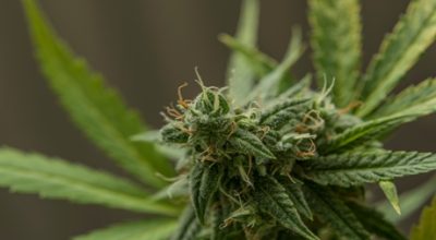 OG Kush Cannabis Strain