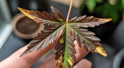 Cannabis leaf showing cannabis potassium deficiency with burnt edges and yellowing