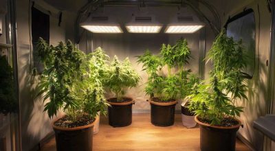 Complete cannabis grow kit setup with tent, lights, fan, and filter – ideal for beginners