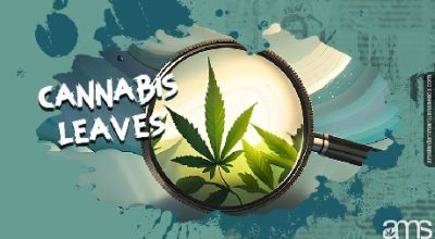 marijuana cannabis facts