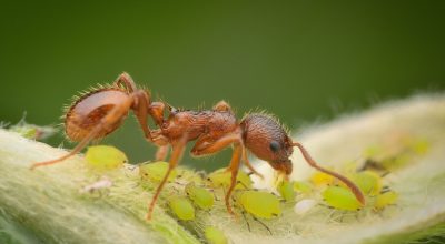 ant_aphids-1561374803