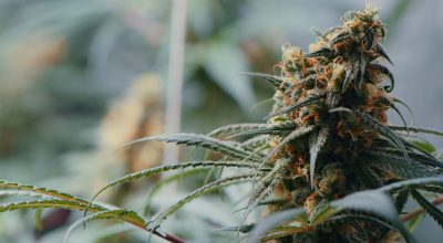 close-up of autoflower cannabis plant showing how to get bigger buds on autoflowers