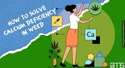 calcium deficiency weed