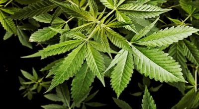 Protect your weed plants from animals