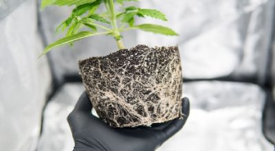 cannabis roots medical benefits