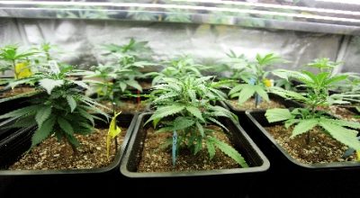 Cannabis Garden of Eden