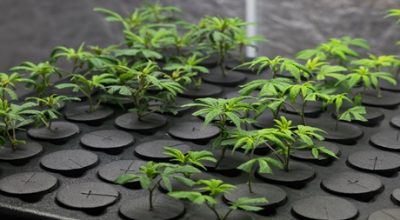 Marijuana Clones