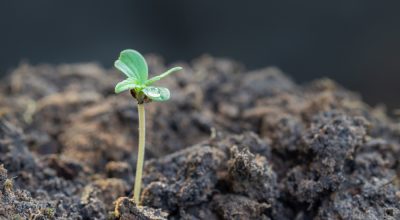 best way germinate weed seeds