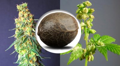 como-saber-semilla-cannabis-macho-hembra