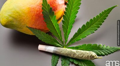 Boosting your high with mangos: How and when to do it