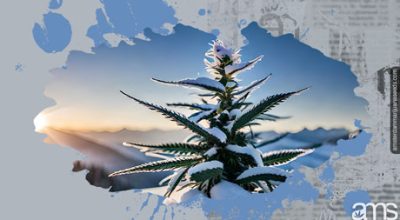 Marijuana plant in the snow