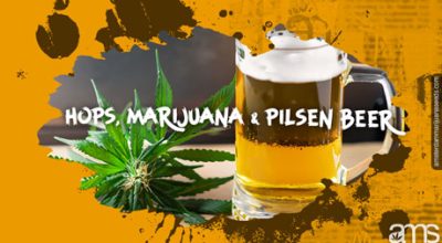 Czech pilsen beer and cannabis
