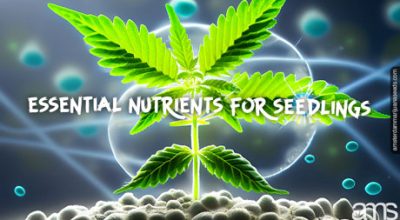 Cannabis seedling with nutrients floating around
