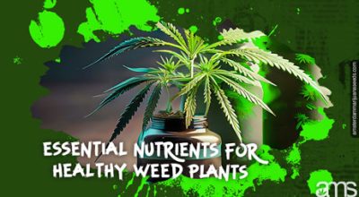 nutrients weed plants
