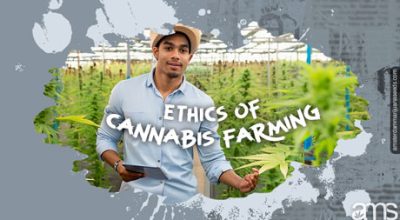 ethics of cannabis growing