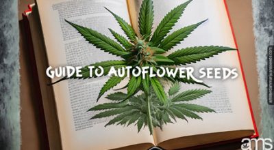 guide autoflower seeds