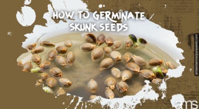 germinate skunk marijuana seeds