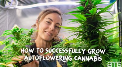 grow autoflower cannabis
